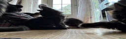 Maine Coon cats for sale: Purebred Maine Coon Kittens in Lisburn - Advert 8