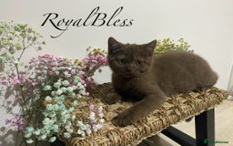 British Shorthair cats for sale: British Shorthair Gorgeous BROWN GIRL READY NOW - Image 1