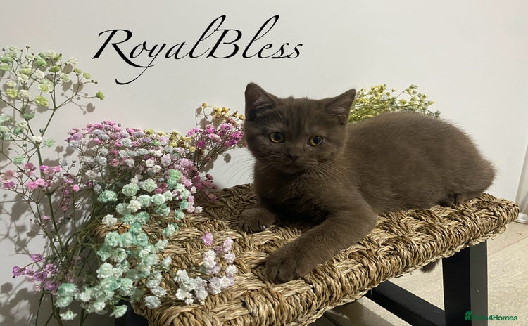 British Shorthair cats for sale - Advert 1