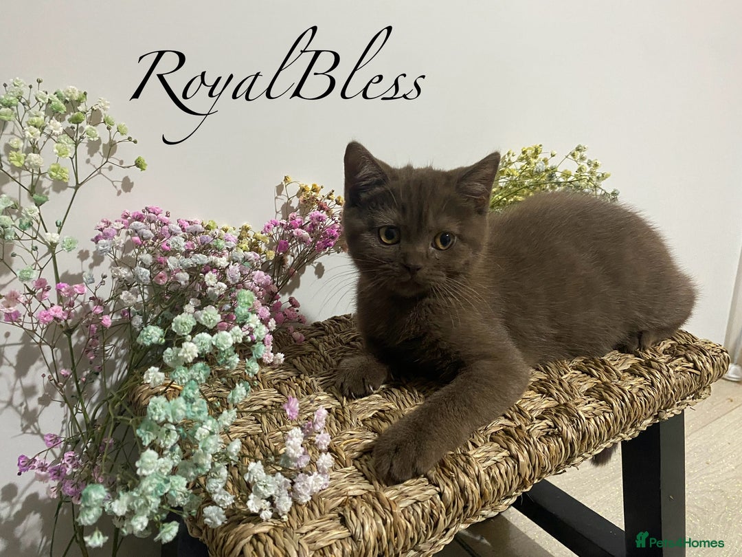 British Shorthair cats for sale: British Shorthair Gorgeous BROWN GIRL READY NOW - Image 1