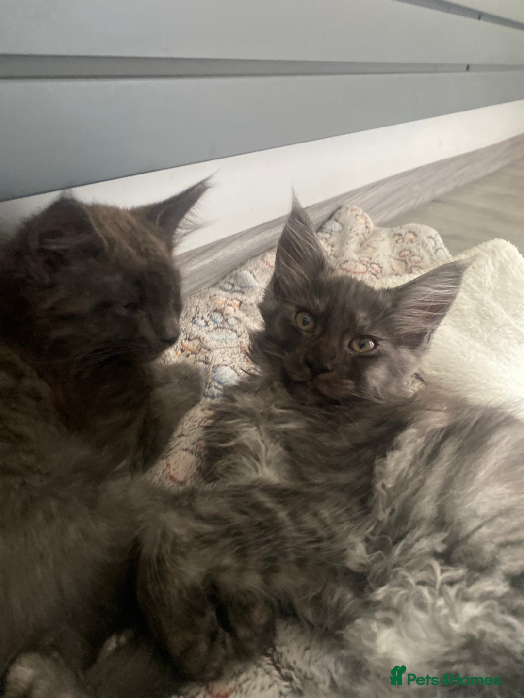 Maine Coon cats for sale: Maine Coon kittens for sale  - Image 10