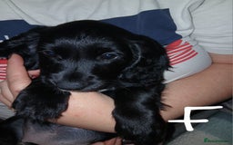 Sprocker dogs for sale: Sproker pups  - Image 2