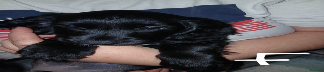 Sprocker Puppy 2