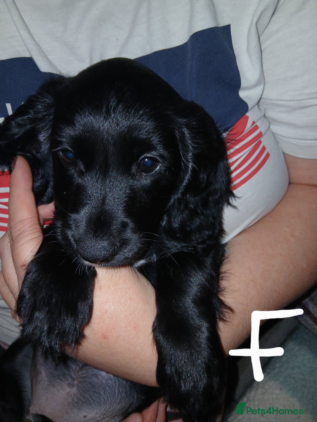 Sprocker dogs for sale: Sproker pups  - Image 2
