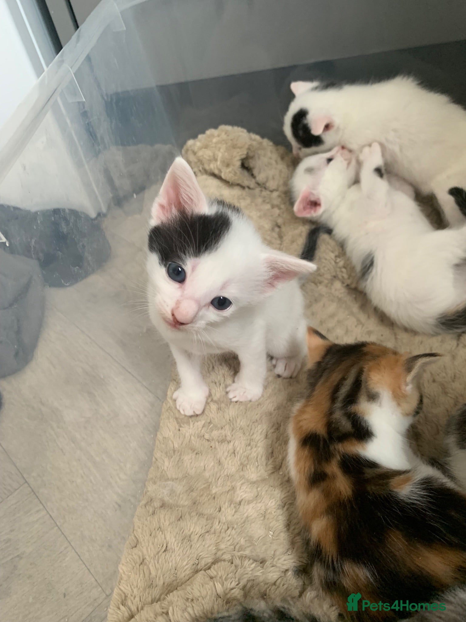 British Shorthair cats 2 wee gorgeous kittens  - Advert 16
