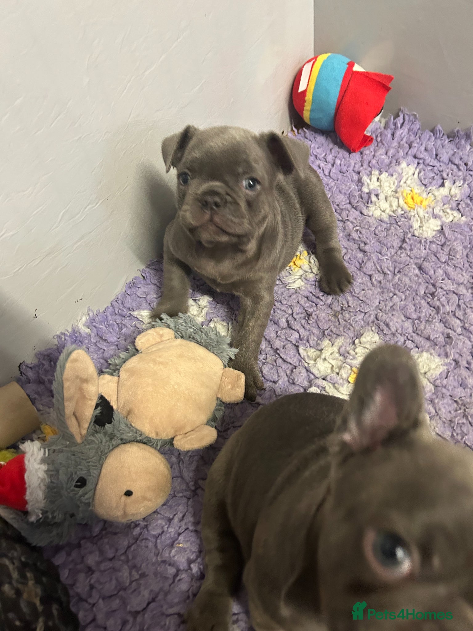 French Bulldog dogs Quality healthy french bulldog last boy available - Advert 20