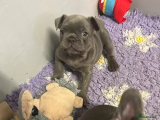 French Bulldog dogs Quality healthy french bulldog last boy available - Advert 20