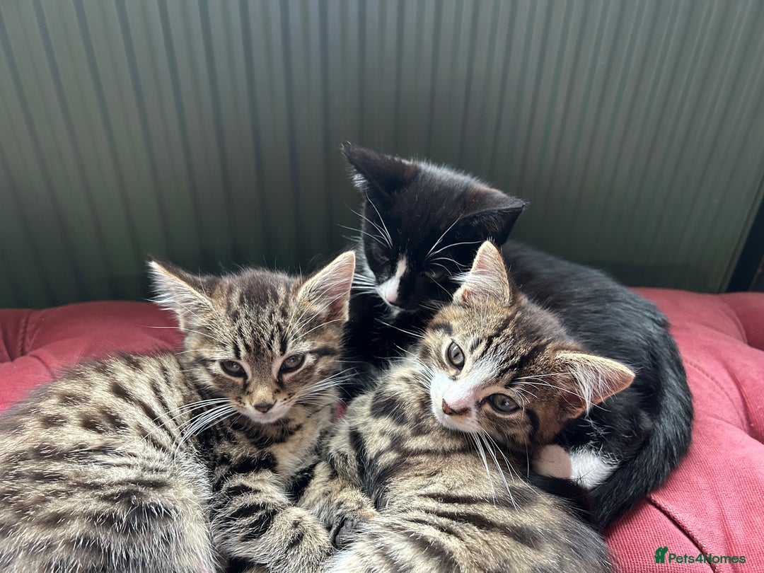 Mixed Breed cats for sale: Gorgeous, playful little kittens - Image 13