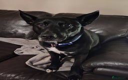 Mixed Breed dogs for sale: ***FERN RESCUE***TYSON 6 YO CROSSBREED - Image 6