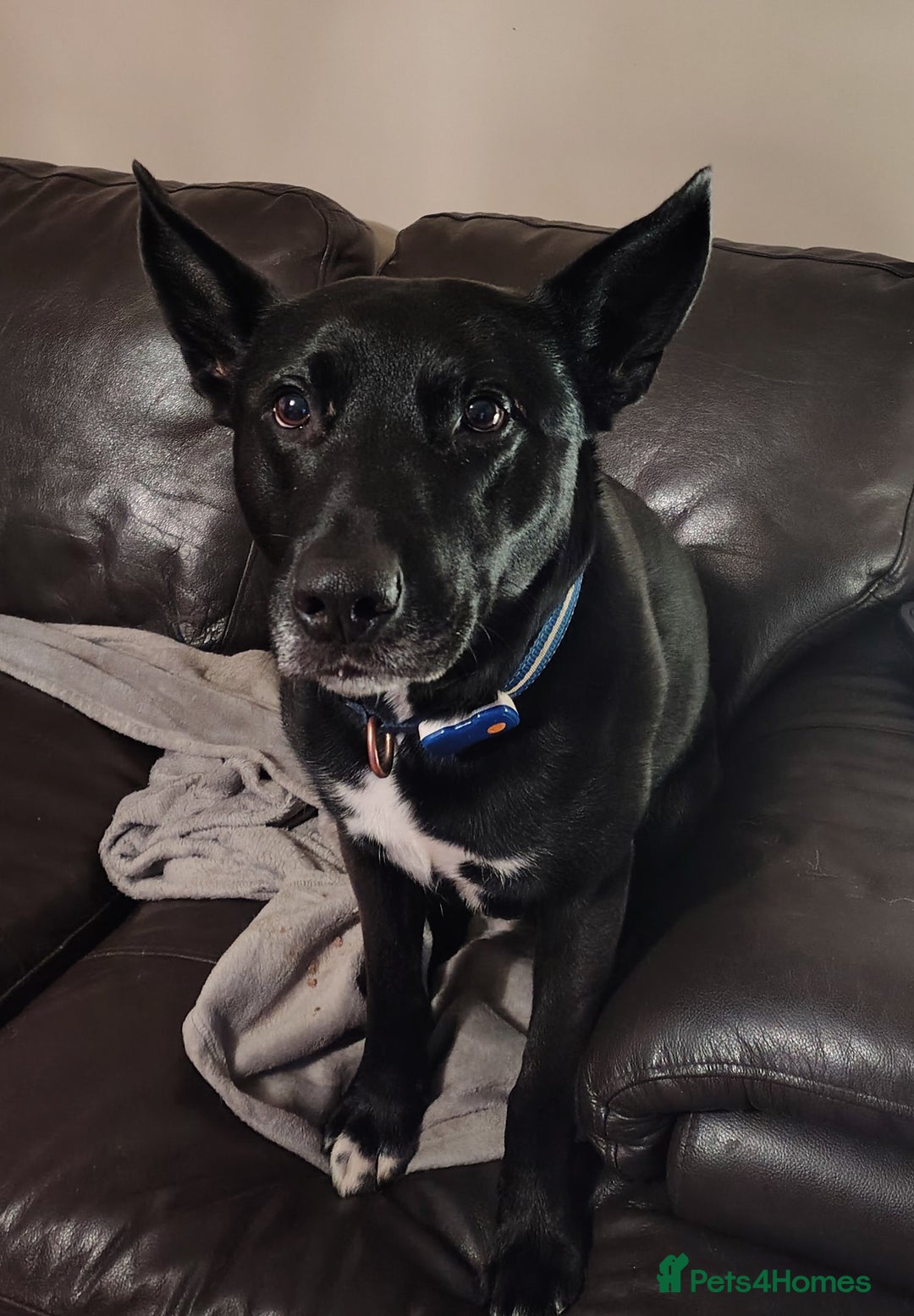 Mixed Breed dogs for sale: ***FERN RESCUE***TYSON 6 YO CROSSBREED - Image 6