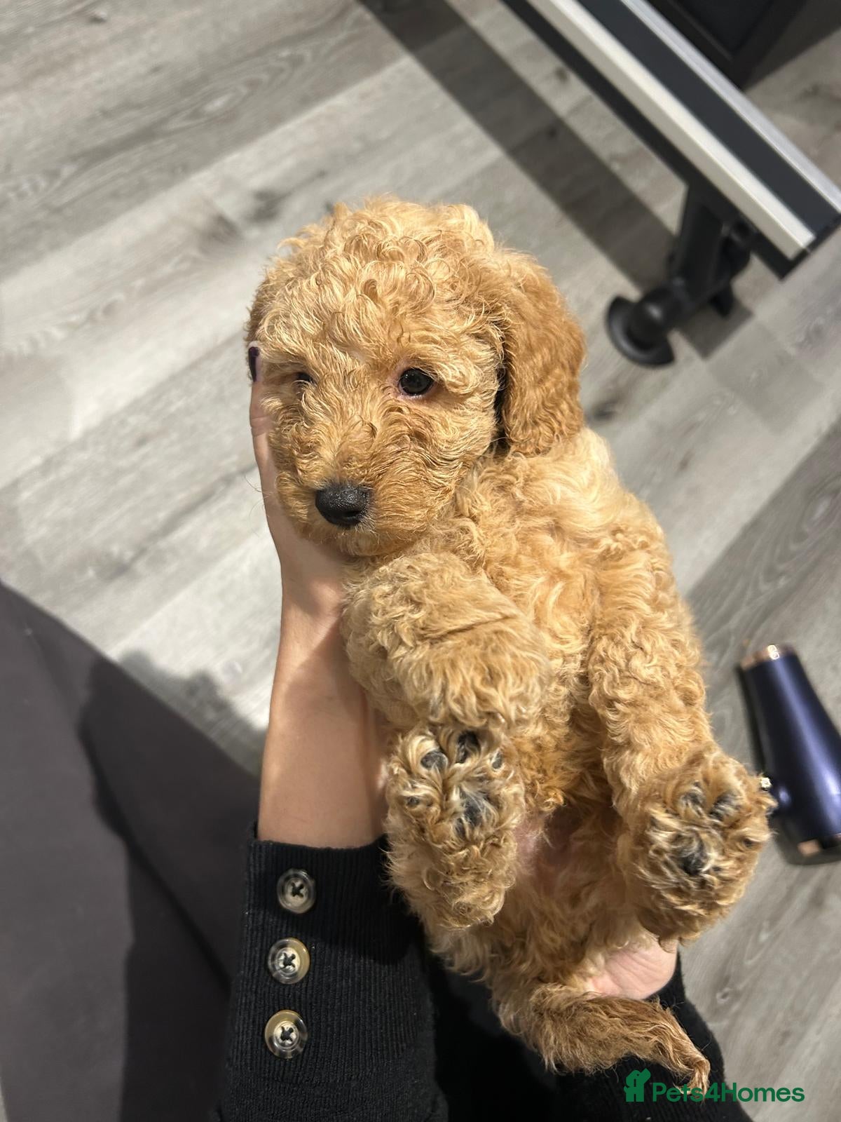 Goldendoodle dogs Mini Goldendoodles - Advert 2