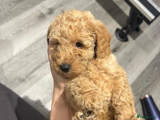 Goldendoodle dogs Mini Goldendoodles - Advert 2