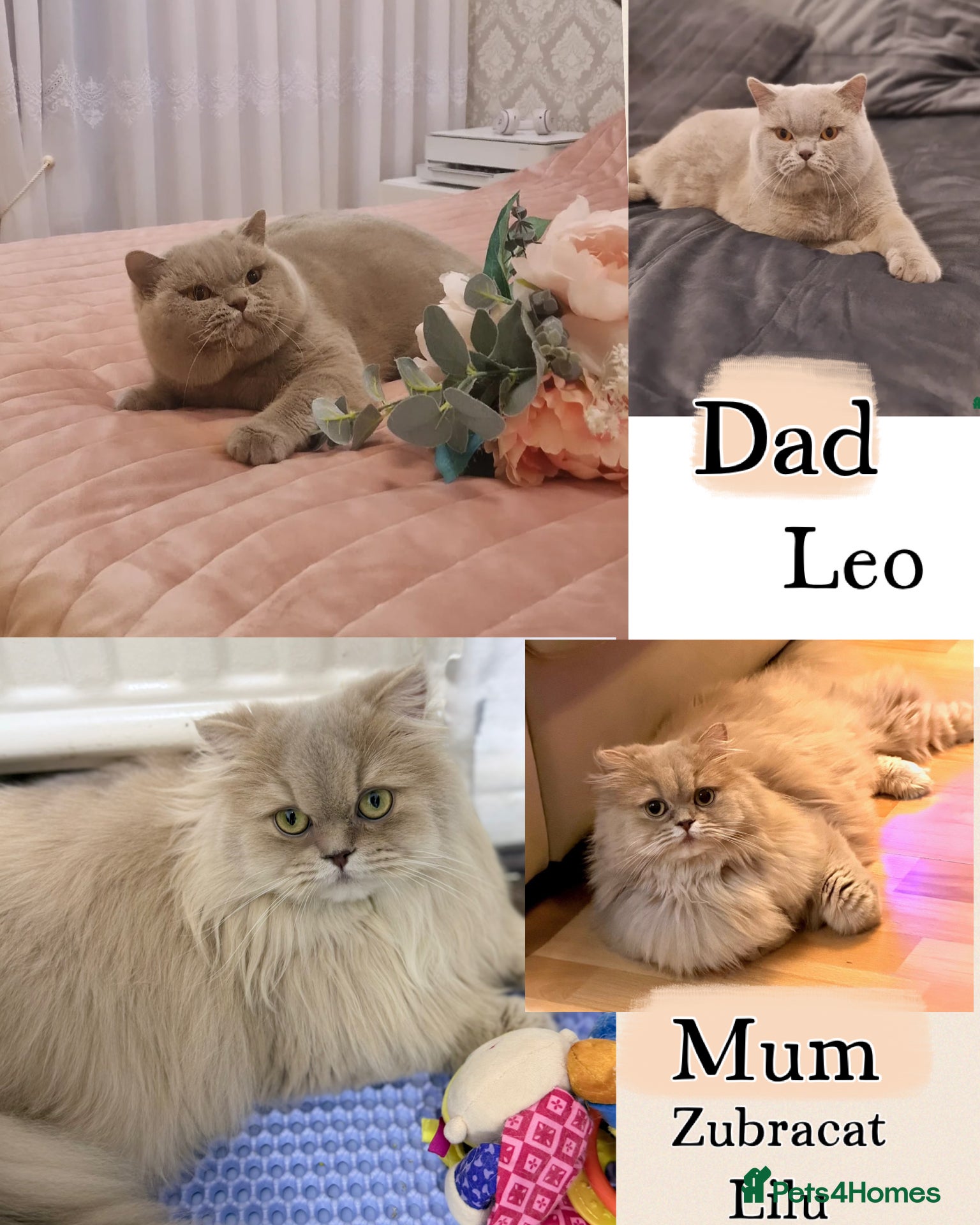 British Longhair cats 🎀BRITISH LONGHAIR GIRLS🎀 - Advert 2