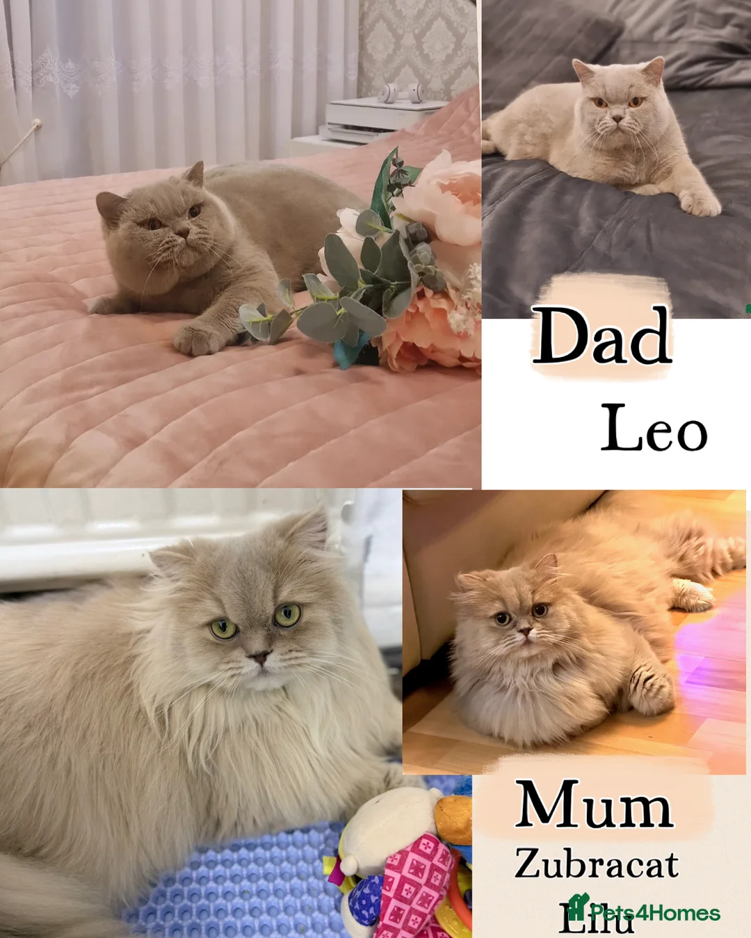 British Longhair cats for sale: 🎀BRITISH LONGHAIR GIRLS🎀 - Advert 2