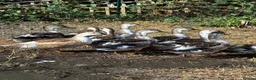Ducks poultry for sale: Miniature silver Appleyard trio - Advert 2