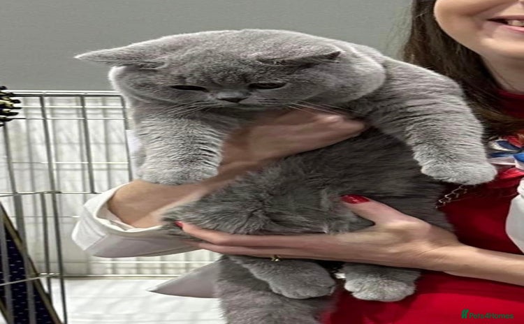 British Shorthair cats Beautiful Blue Girl - Advert 6