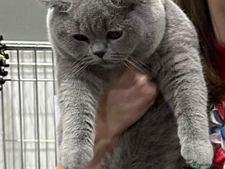 British Shorthair cats Beautiful Blue Girl - Advert 6