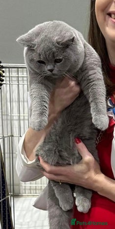 British Shorthair cats Beautiful Blue Girl - Advert 6