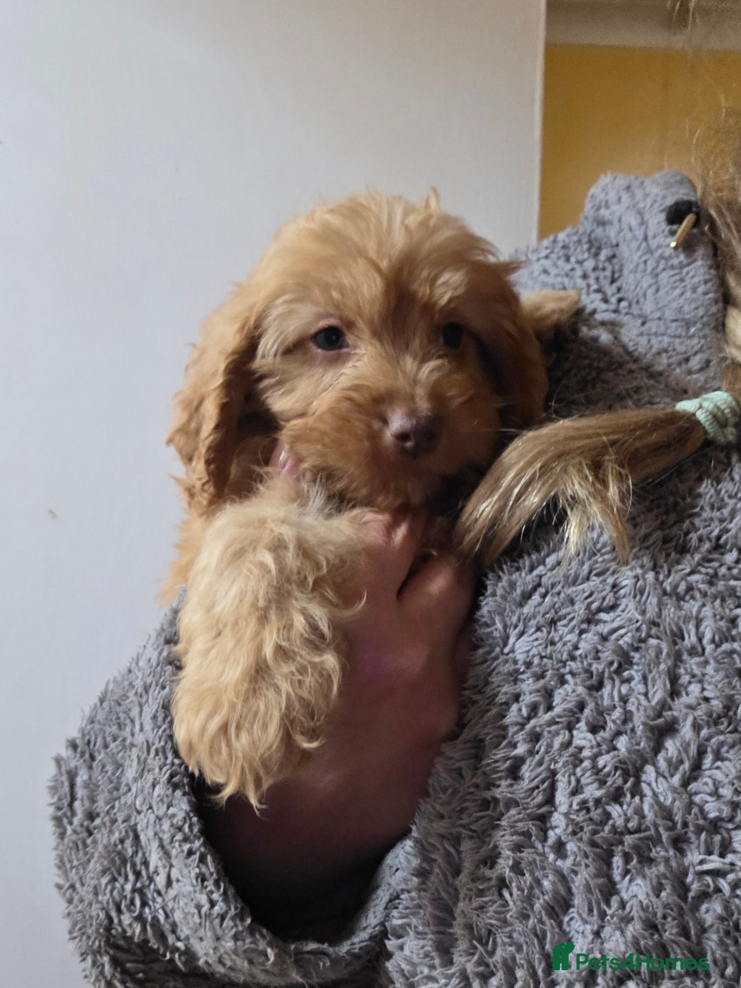Cockapoo dogs for sale: Cockapoo puppies - Advert 23
