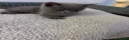 British Shorthair cats for sale: British Shorthair !!  - Advert 10
