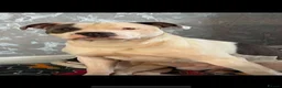 Staffordshire Bull Terrier dogs for stud: Staffordshire bull terrier  - Advert 5