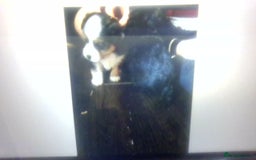 Mixed Breed dogs for sale: pom chi x  - Image 4