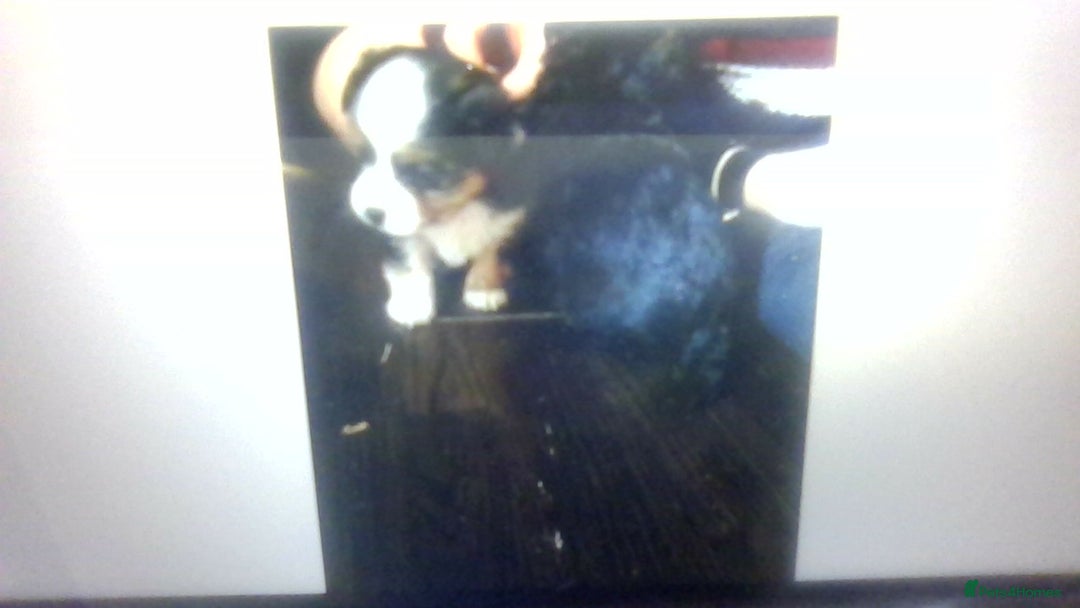 Mixed Breed dogs for sale: pom chi x  - Image 4