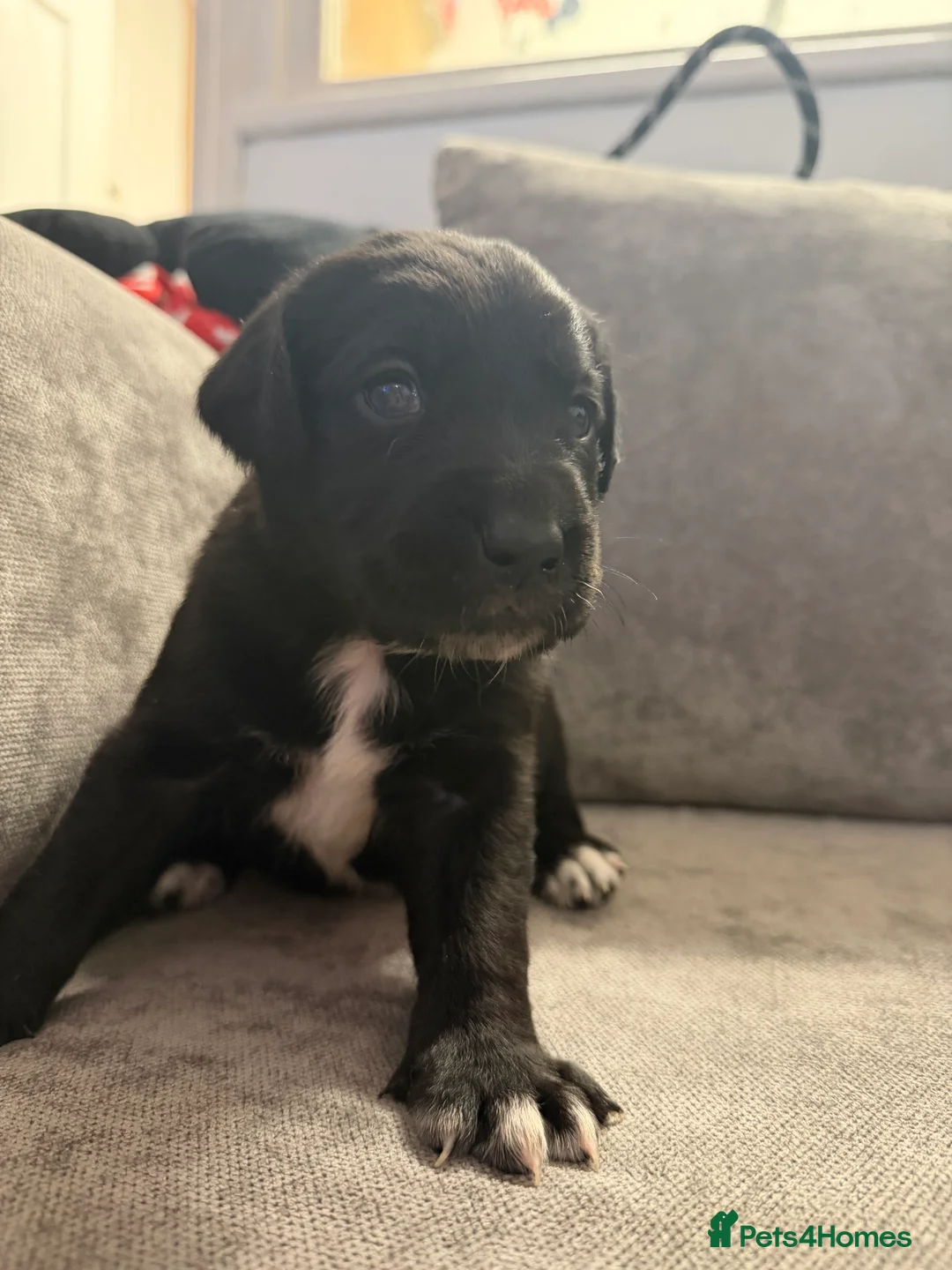 Borador dogs for sale: Borador Puppies - Advert 10