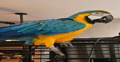 Macaws birds - Advert 7