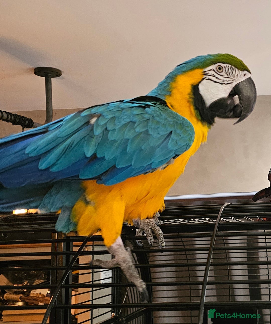Macaws birds for sale: Bubbly, chatty and hilarious blue and gold macaw - Image 3