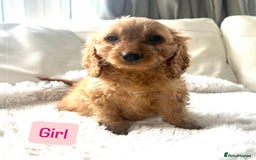 Cockapoo dogs for sale: Gorgeous Cockapoo Puppies  - Image 6