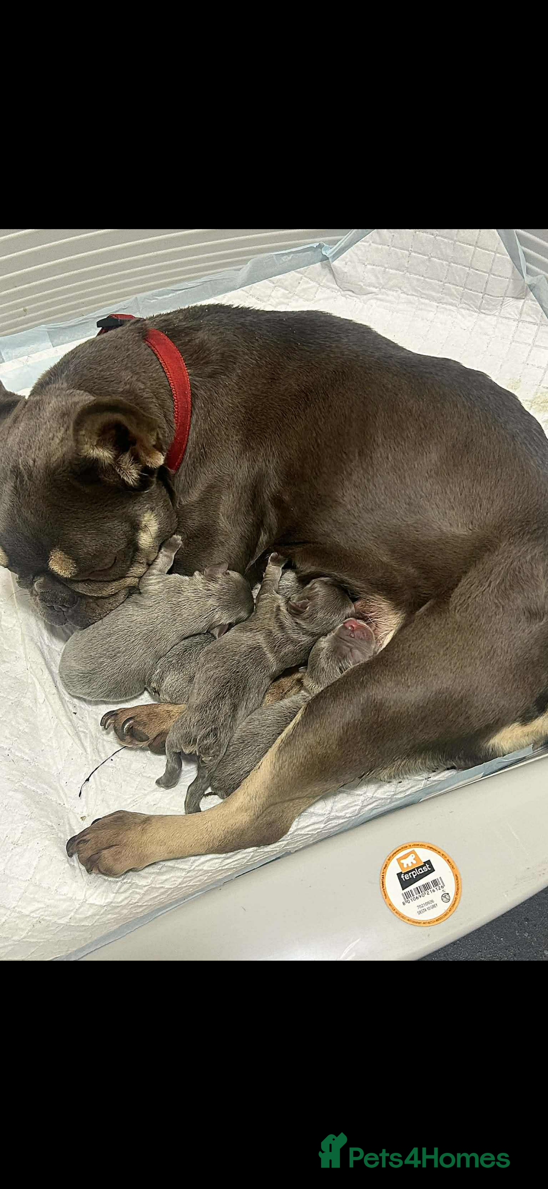 French Bulldog dogs for sale: French bull dogs  - Advert 3