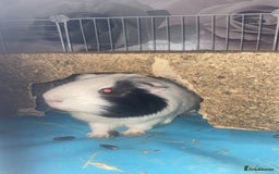 Guinea Pig rodents for sale: Brother Guinea pigs  - Image 6