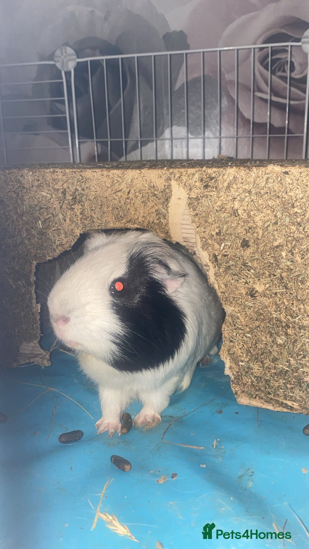 Guinea Pig rodents for sale: Brother Guinea pigs  - Image 6