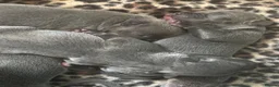Staffordshire Bull Terrier dogs for sale: Blue Staffordshire bull terriers KC champion lines - Advert 7