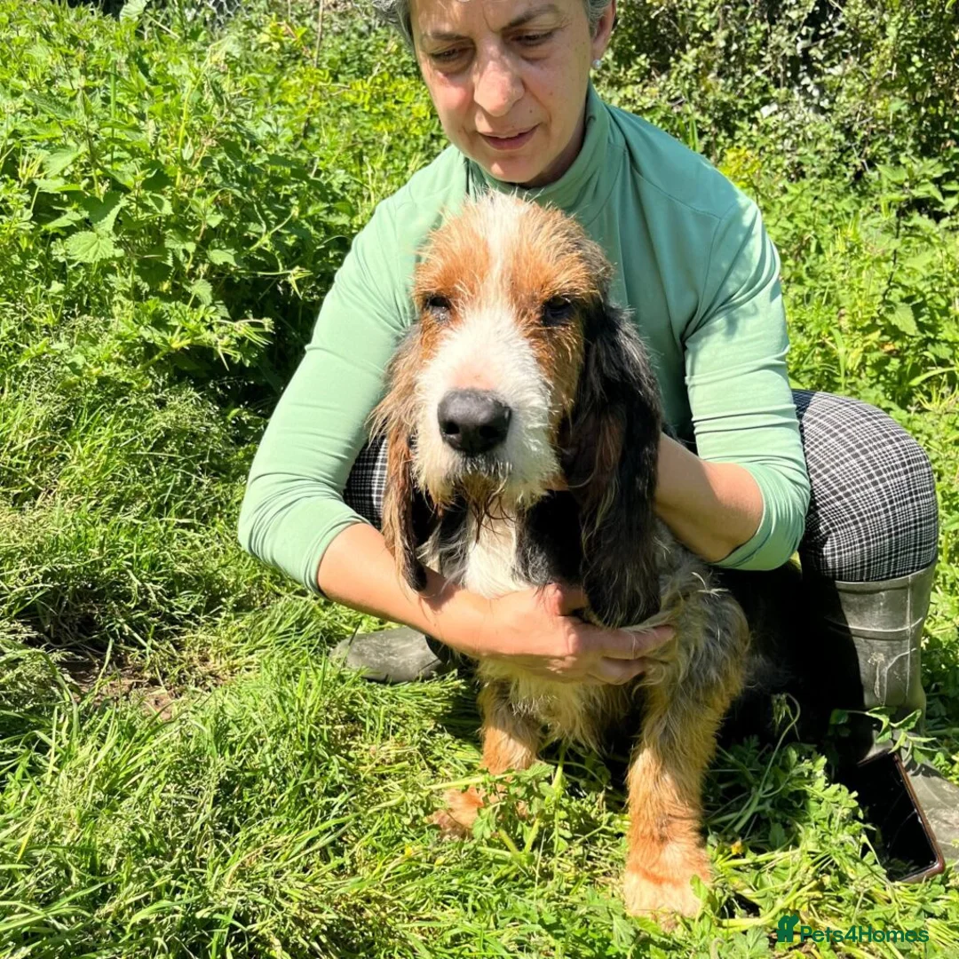 Korthals Griffon dogs for adoption: Braulio in Alfreton - Advert 11