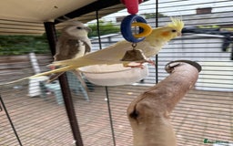 Cockatiels birds for sale: Wythenshawe  - Image 1