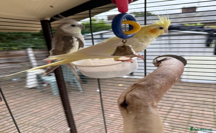 Cockatiels birds - Advert 1