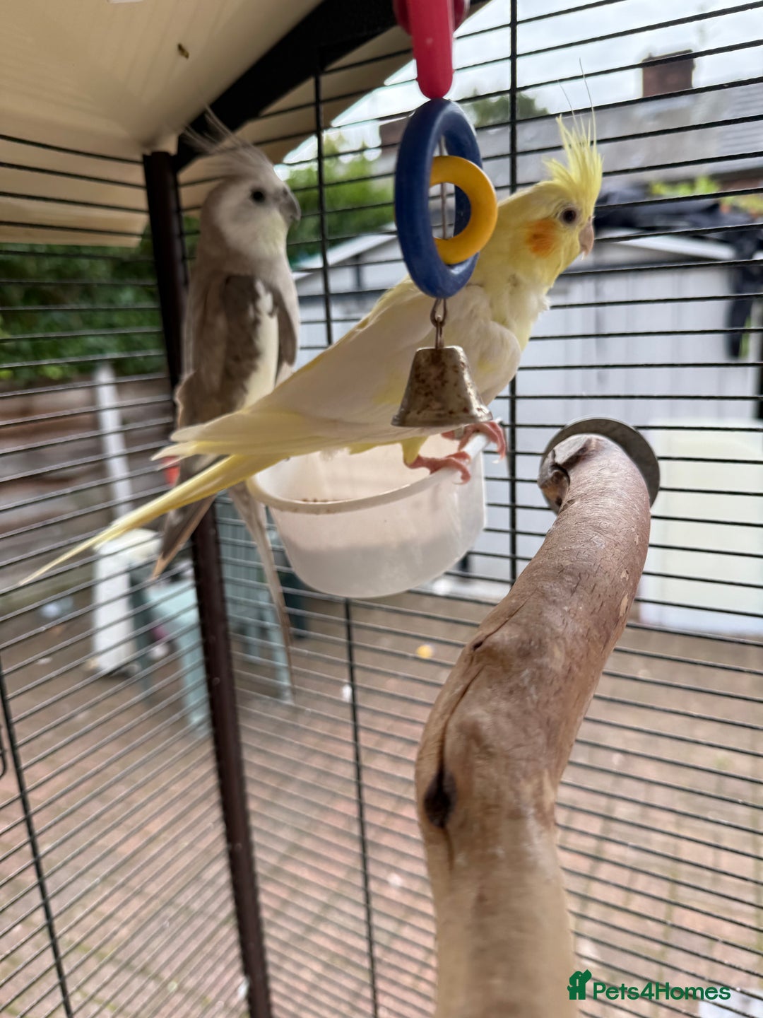 Cockatiels birds for sale: Wythenshawe  - Image 1