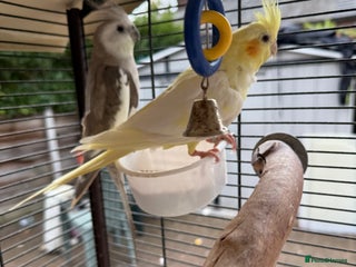 Cockatiels birds - Advert 20