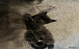 Mixed Breed cats for sale: Russian Blue X kittens  - Image 4