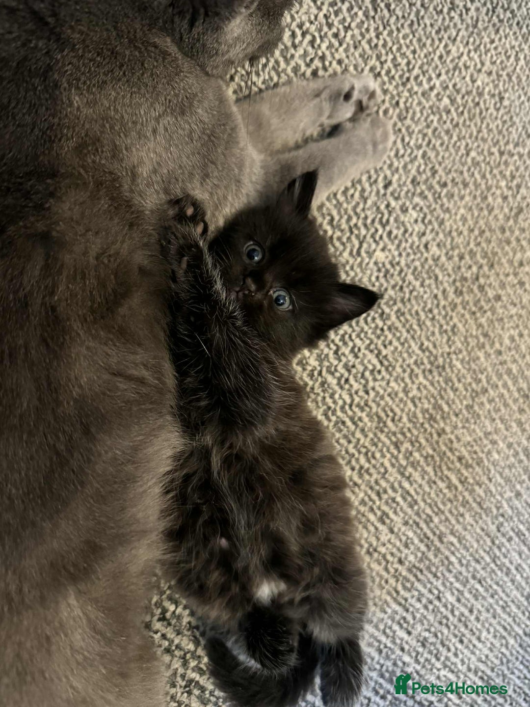 Mixed Breed cats for sale: Russian Blue X kittens  - Image 4