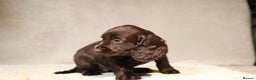 Cocker Spaniel dogs for sale: Beautiful litter of KC reg show type cockers  - Advert 7