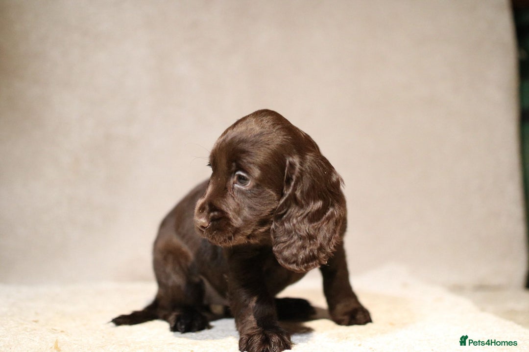 Cocker Spaniel dogs for sale: Beautiful litter of KC reg show type cockers  - Advert 7