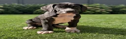 Great Dane dogs for sale: Great Danes puppies  - Advert 17