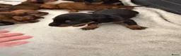 Dachshund dogs for sale: Dachshund puppies  - Advert 12