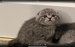 Scottish Fold cats for sale: Scottish fold and Scottish straight kitten - Advert 18
