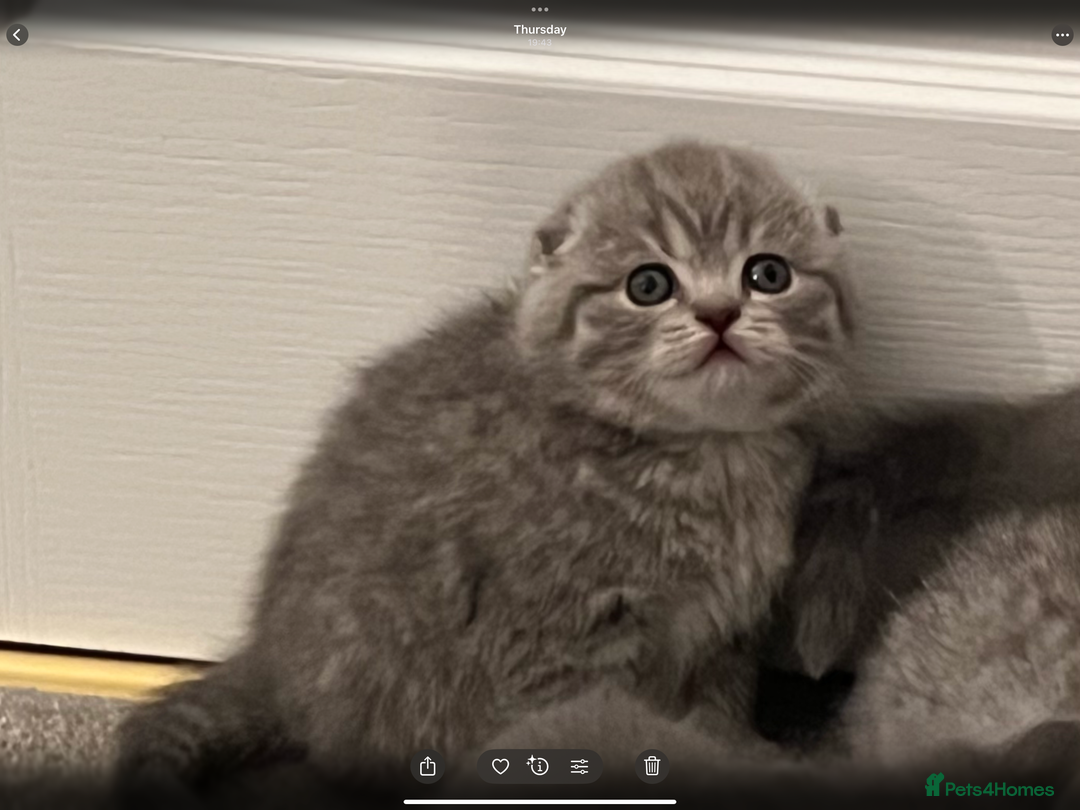 Scottish Fold cats for sale: Scottish fold and Scottish straight kitten - Advert 18