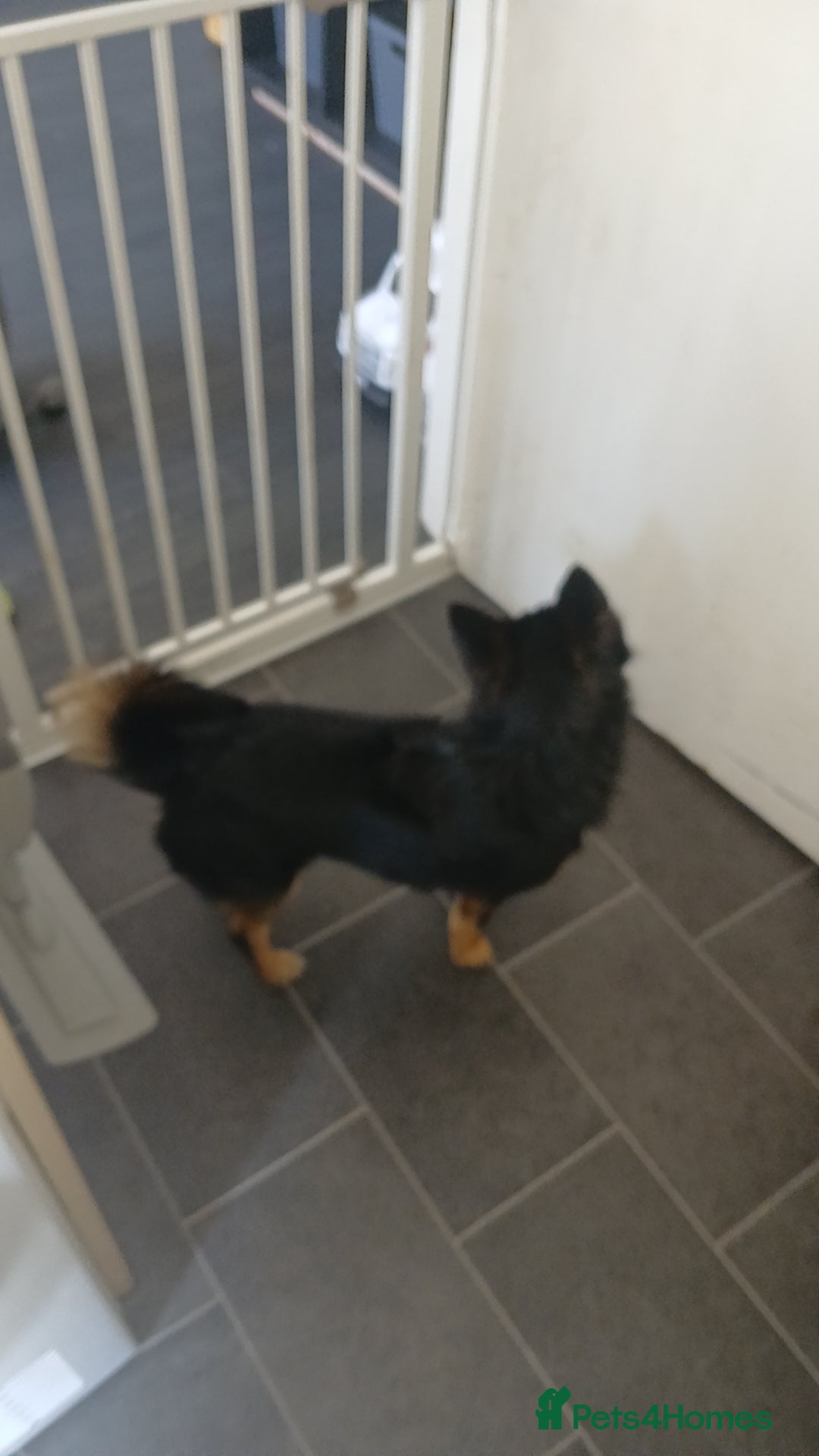Pomchi dogs for sale: Lovely Male Pomchi - Image 5