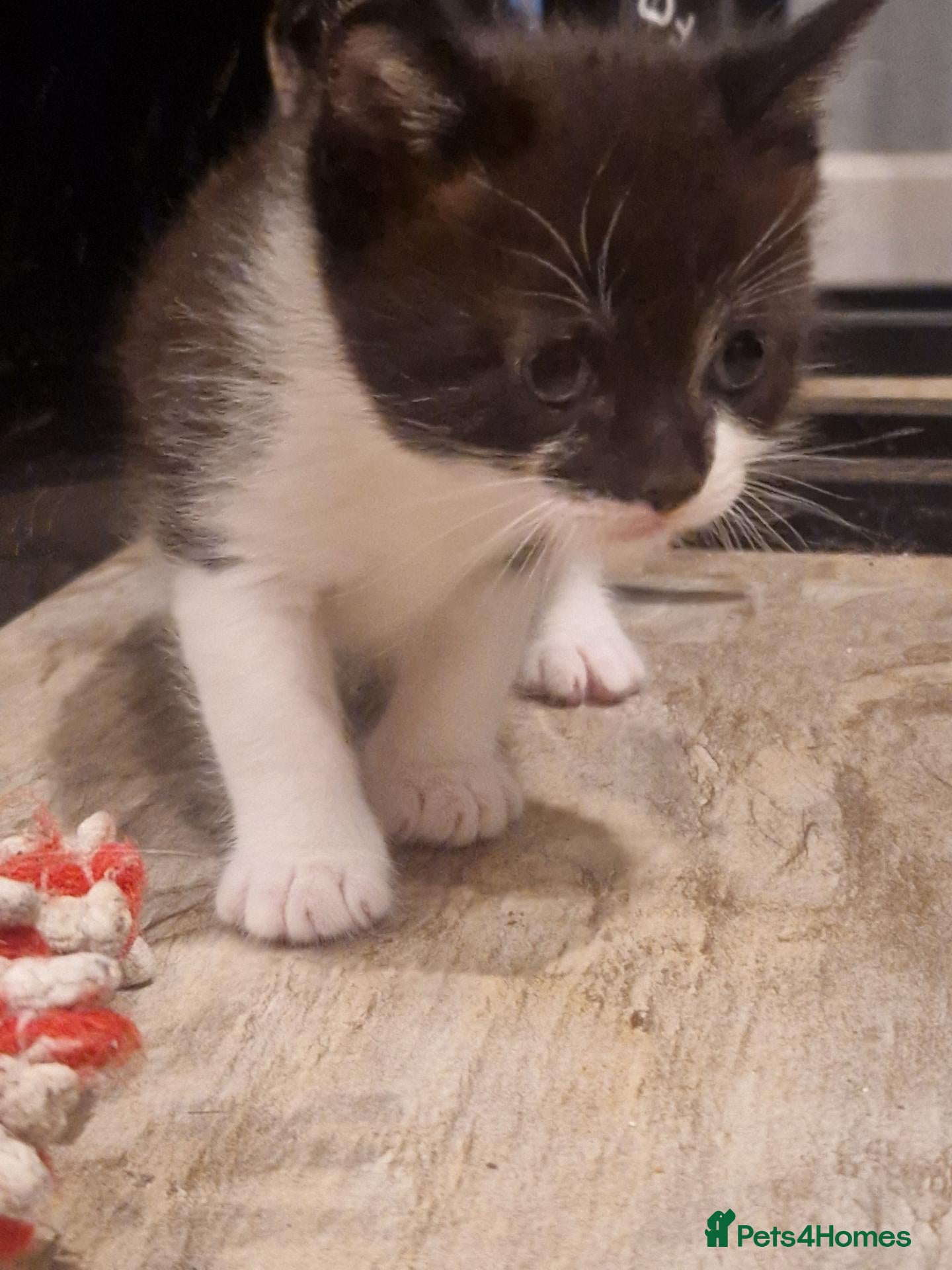 Mixed Breed cats 4 Gorgeous little kittens for sale. Ready 11th Oct - Advert 6
